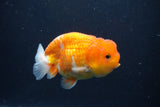 Juvenile Lionchu  Red White 3.5 Inch (ID#1227R11a-14) Free2Day SHIPPING