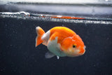 Baby Ranchu Red White 3 Inch (ID#1227R9c-21) Free2Day SHIPPING