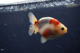 Juvenile Ranchu  Calico 3.5 Inch (ID#1224R9b-48) Free2Day SHIPPING