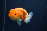 Juvenile Lionchu  Red White 3.5 Inch (ID#1227R11a-14) Free2Day SHIPPING