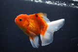 Thai Oranda  Sakura 4 Inch (ID#1008ToPTA-36) Free2Day SHIPPING