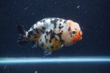 Milk Cow Ranchu  Calico 4.5 Inch (ID#401R10c-97) Free2Day SHIPPING