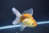 Thai Oranda  Calico 4.5 Inch (ID#1008Ry7a-1) Free2Day SHIPPING