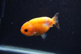 Baby Ranchu  Red White 3 Inch (ID#1227R9c-22) Free2Day SHIPPING