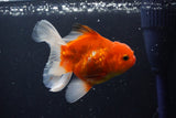 Thai Oranda  Sakura 4 Inch (ID#1008ToPTA-36) Free2Day SHIPPING