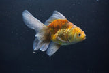 Thai Oranda  Calico 4.5 Inch (ID#1008Ry7a-1) Free2Day SHIPPING