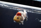 Juvenile Ranchu  Calico 3.5 Inch (ID#1224R9b-48) Free2Day SHIPPING