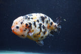 Milk Cow Ranchu  Calico 4.5 Inch (ID#401R10c-97) Free2Day SHIPPING