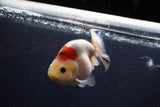 Juvenile Ranchu  Calico 3.5 Inch (ID#1224R9b-48) Free2Day SHIPPING