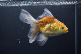 Thai Oranda  Calico 4.5 Inch (ID#1008Ry7a-1) Free2Day SHIPPING