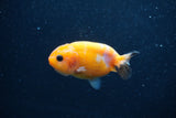 Baby Ranchu  Red White 3 Inch (ID#1227R9c-22) Free2Day SHIPPING