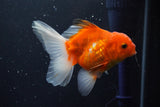 Thai Oranda  Sakura 4 Inch (ID#1008ToPTA-36) Free2Day SHIPPING