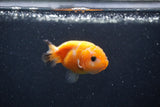 Baby Ranchu  Red White 3 Inch (ID#1227R9c-22) Free2Day SHIPPING