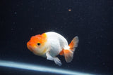 Juvenile Lionchu  Red White 3.5 Inch (ID#1227R11a-15) Free2Day SHIPPING