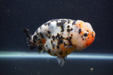 Milk Cow Ranchu  Calico 4.5 Inch (ID#401R10c-97) Free2Day SHIPPING