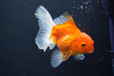 Thai Oranda  Sakura 4 Inch (ID#1008ToPTA-36) Free2Day SHIPPING