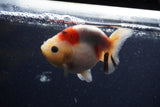 Juvenile Ranchu  Calico 3.5 Inch (ID#1224R9b-48) Free2Day SHIPPING