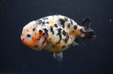 Milk Cow Ranchu  Calico 4.5 Inch (ID#401R10c-97) Free2Day SHIPPING