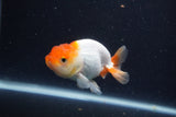 Juvenile Lionchu  Red White 3.5 Inch (ID#1227R11a-15) Free2Day SHIPPING