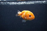 Baby Ranchu  Red White 3 Inch (ID#1227R9c-22) Free2Day SHIPPING