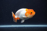 Juvenile Lionchu  Red White 3.5 Inch (ID#1227R11a-15) Free2Day SHIPPING