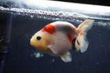 Juvenile Ranchu  Calico 3.5 Inch (ID#1224R9b-48) Free2Day SHIPPING