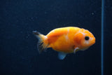 Baby Ranchu  Red White 3 Inch (ID#1227R9c-22) Free2Day SHIPPING