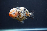 Milk Cow Ranchu  Calico 4.5 Inch (ID#401R10c-97) Free2Day SHIPPING