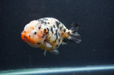 Milk Cow Ranchu  Calico 4.5 Inch (ID#401R10c-97) Free2Day SHIPPING