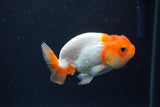 Juvenile Lionchu  Red White 3.5 Inch (ID#1227R11a-15) Free2Day SHIPPING