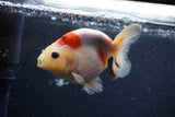 Juvenile Ranchu  Calico 3.5 Inch (ID#1224R9b-48) Free2Day SHIPPING