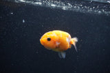 Baby Ranchu  Red White 3 Inch (ID#1227R9c-22) Free2Day SHIPPING