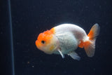 Juvenile Lionchu  Red White 3.5 Inch (ID#1227R11a-15) Free2Day SHIPPING