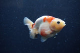 Juvenile Ranchu  Calico 3.5 Inch (ID#1224R9b-48) Free2Day SHIPPING