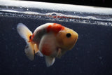 Juvenile Ranchu  Calico 3.5 Inch (ID#1224R9b-48) Free2Day SHIPPING