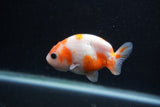 Baby Ranchu  Sakura 3 Inch (ID#1227R9c-23) Free2Day SHIPPING