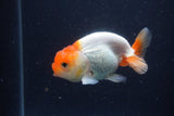 Juvenile Lionchu  Red White 3.5 Inch (ID#1227R11a-15) Free2Day SHIPPING