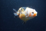 Milk Cow Ranchu  Calico 4 Inch (ID#401R10c-98) Free2Day SHIPPING