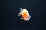 Baby Ranchu  Sakura 3 Inch (ID#1227R9c-23) Free2Day SHIPPING