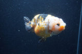 Milk Cow Ranchu  Calico 4 Inch (ID#401R10c-98) Free2Day SHIPPING