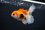 Juvenile Thai Oranda  Tricolor 3.5 Inch (ID#1112To13b-84) Free2Day SHIPPING