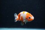 Baby Ranchu  Sakura 3 Inch (ID#1227R9c-23) Free2Day SHIPPING