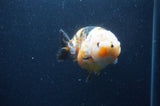 Milk Cow Ranchu  Calico 4 Inch (ID#401R10c-98) Free2Day SHIPPING