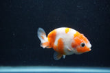 Baby Ranchu  Sakura 3 Inch (ID#1227R9c-23) Free2Day SHIPPING