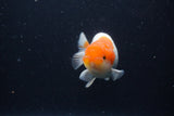 Juvenile Lionchu  Red White 3.5 Inch (ID#1227R11a-16) Free2Day SHIPPING