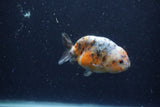 Juvenile Ranchu  Calico 3.5 Inch (ID#1224R9b-49) Free2Day SHIPPING