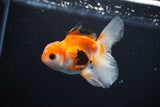 Juvenile Thai Oranda  Tricolor 3.5 Inch (ID#1112To13b-84) Free2Day SHIPPING