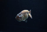 Ranchu  Lavender 3.5 Inch (ID#221R8c-55) Free2Day SHIPPING