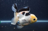 Thai Oranda  Lemon Head Panda 5 Inch (ID#408T6b-120)