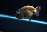 Ranchu  Lavender 3.5 Inch (ID#221R8c-55) Free2Day SHIPPING